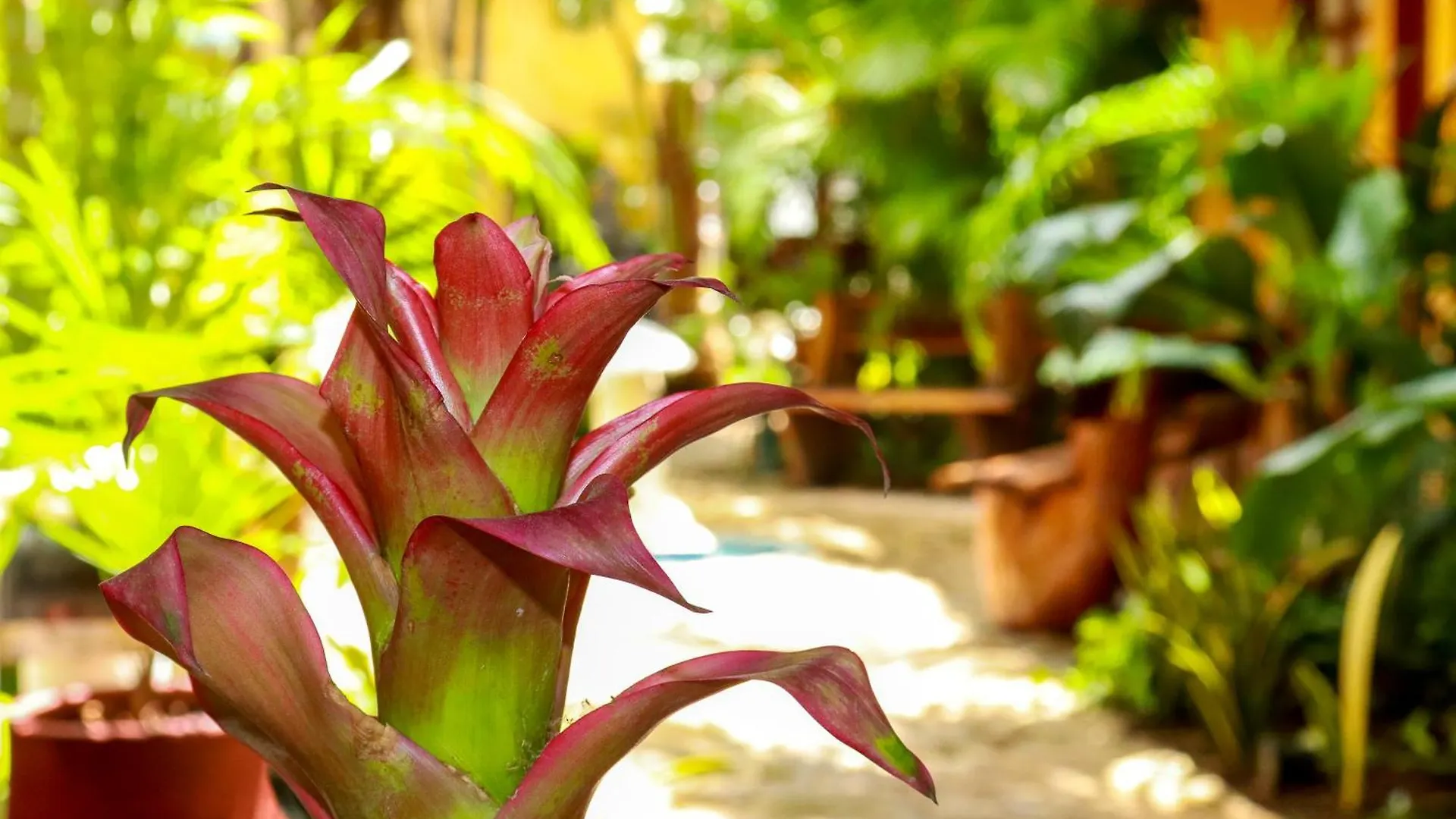 Hotel Bosque Caribe, 5th Av. zone Playa del Carmen