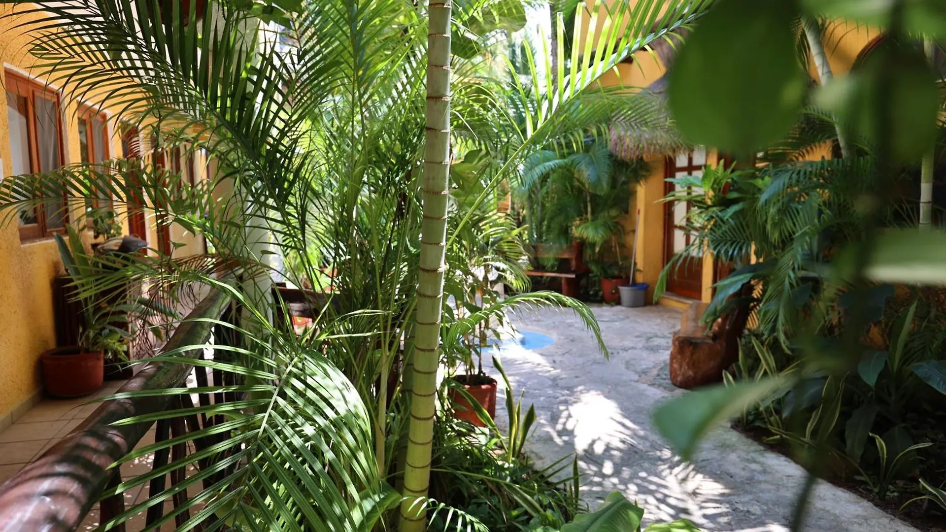 Hotel Bosque Caribe, 5th Av. zone Playa del Carmen Mexico